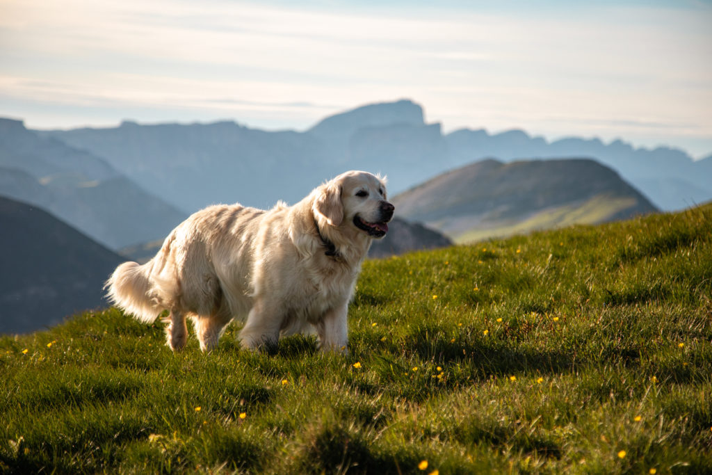 Randonner avec son chien : mes conseils, mon équipement coup de cœur Decathlon Outdog et mes plus belles idées de randos autour de Grenoble pour vivre des aventures complices en montagne.