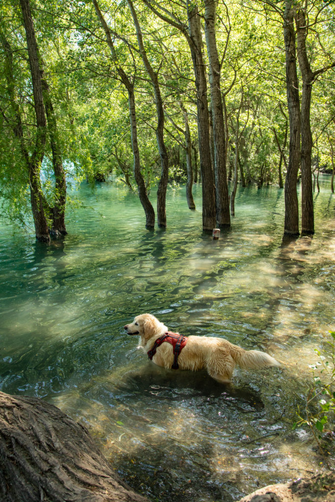 Randonner avec son chien : mes conseils, mon équipement coup de cœur Decathlon Outdog et mes plus belles idées de randos autour de Grenoble pour vivre des aventures complices en montagne.