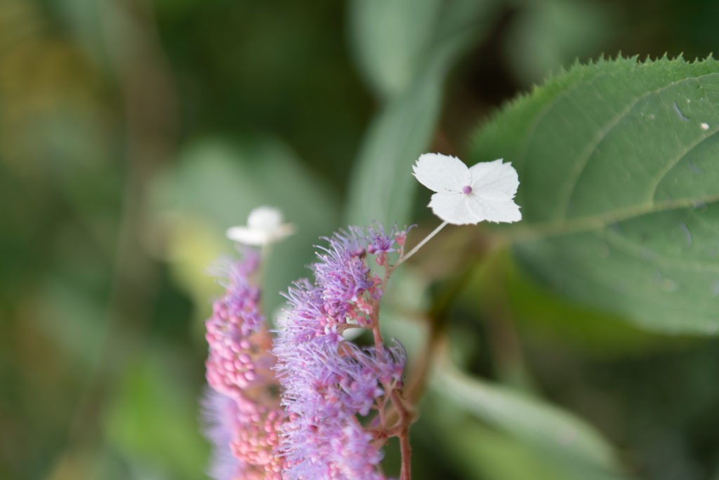 Un séjour en Creuse à l'automne, avec de belles adresses dans la Creuse : jardin de val maubrune