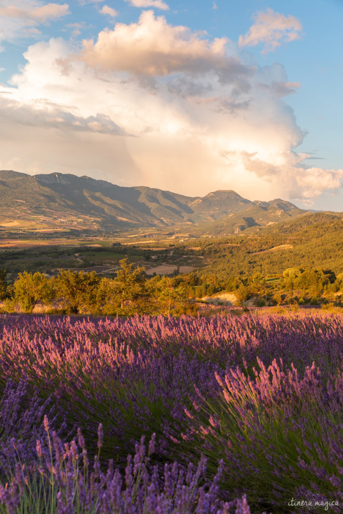 Sur la route de l'olivier en Baronnies provençales.