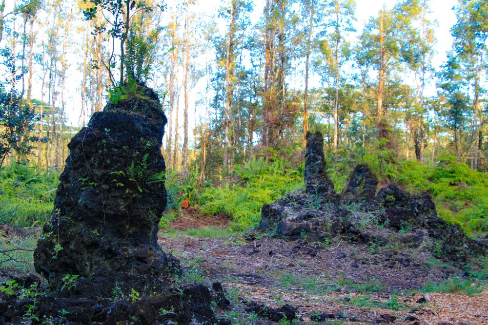 Arbres pétrifiés au Lava Tree State Park.
