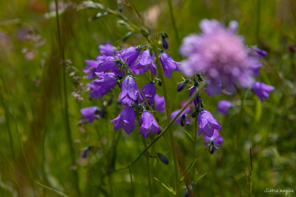 narces de chaudeyrolles