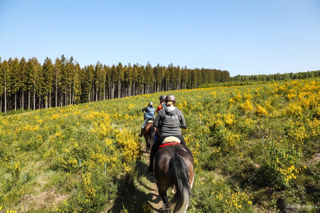 Une randonnée équestre au coeur de la grande forêt de St Hubert ? Partez à cheval en itinérance dans les bois de l'Ardenne.