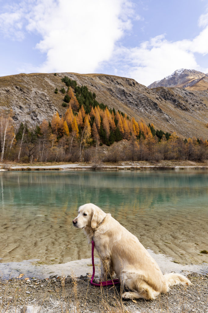ecrins avec chien