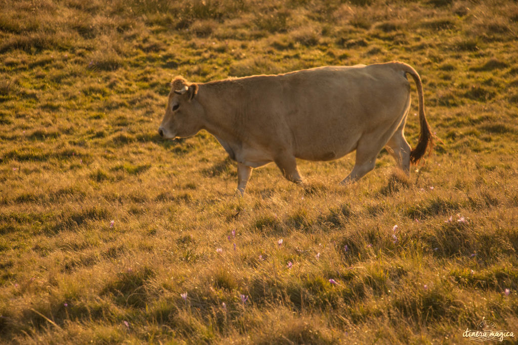 Que voir et que faire sur l'Aubrac ? 