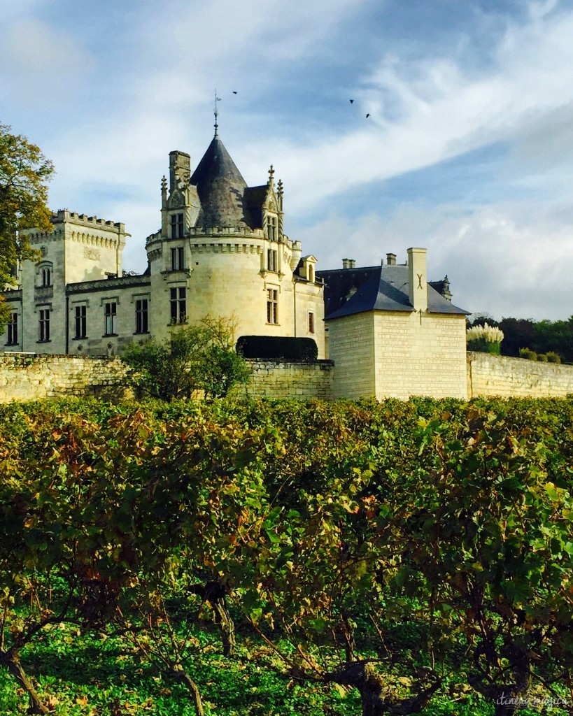 Les vignes qui entourent le château de Brézé
