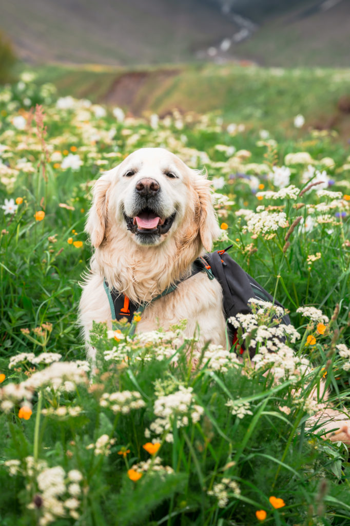 Randonner avec son chien : mes conseils, mon équipement coup de cœur Decathlon Outdog et mes plus belles idées de randos autour de Grenoble pour vivre des aventures complices en montagne.