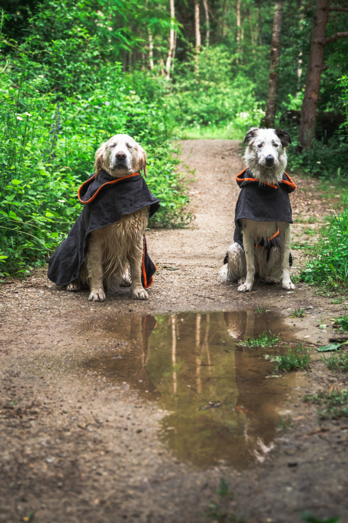 Randonner avec son chien : mes conseils, mon équipement coup de cœur Decathlon Outdog et mes plus belles idées de randos autour de Grenoble pour vivre des aventures complices en montagne.
