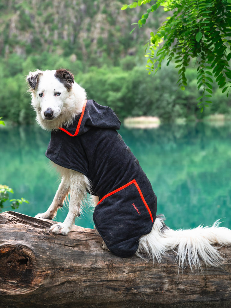Randonner avec son chien : mes conseils, mon équipement coup de cœur Decathlon Outdog et mes plus belles idées de randos autour de Grenoble pour vivre des aventures complices en montagne.