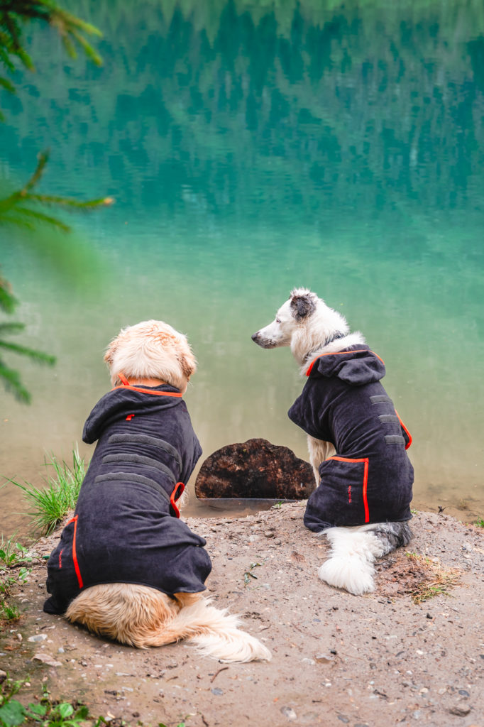 Randonner avec son chien : mes conseils, mon équipement coup de cœur Decathlon Outdog et mes plus belles idées de randos autour de Grenoble pour vivre des aventures complices en montagne.