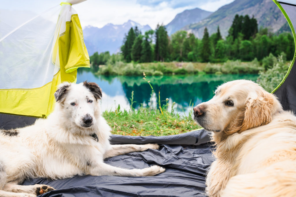 Randonner avec son chien : mes conseils, mon équipement coup de cœur Decathlon Outdog et mes plus belles idées de randos autour de Grenoble pour vivre des aventures complices en montagne.