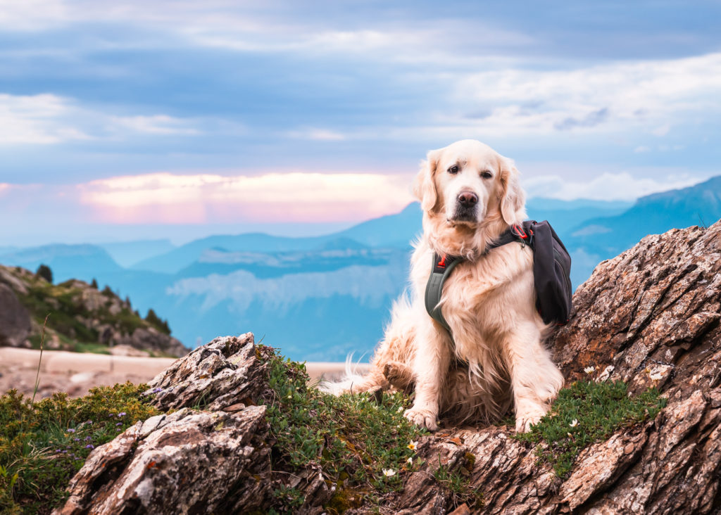 Randonner avec son chien : mes conseils, mon équipement coup de cœur Decathlon Outdog et mes plus belles idées de randos autour de Grenoble pour vivre des aventures complices en montagne.