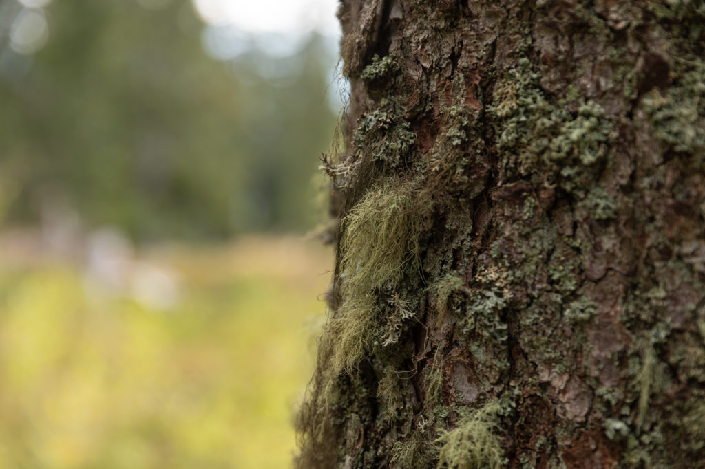 Que faire dans le Beaufortain, que faire aux Saisies ? Bain de forêt aux Saisies