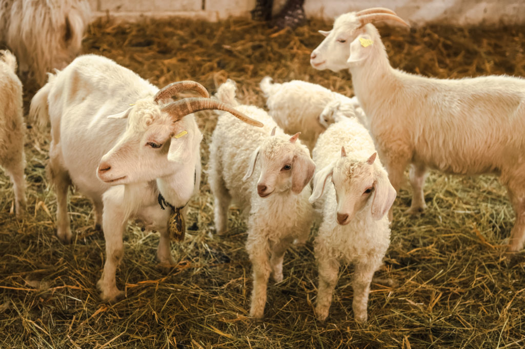 ferme de la montagne sigottier 