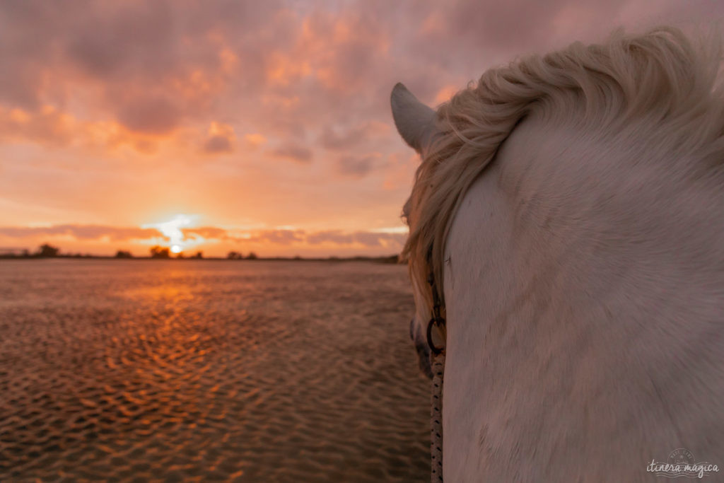 vidéo camargue