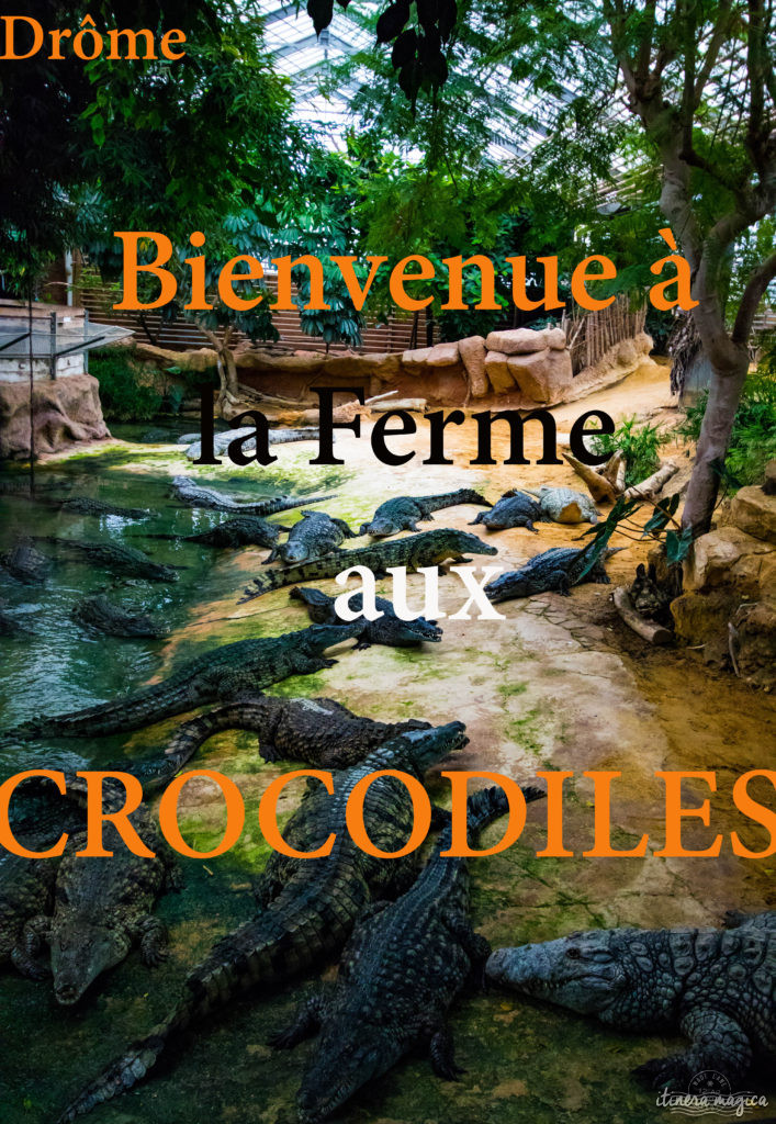 Que faire dans la Drôme ? Visiter la Ferme aux crocodiles ! Le paradis des reptiles: crocodiles, pythons, iguanes, tortues géantes, et bien d'autres animaux